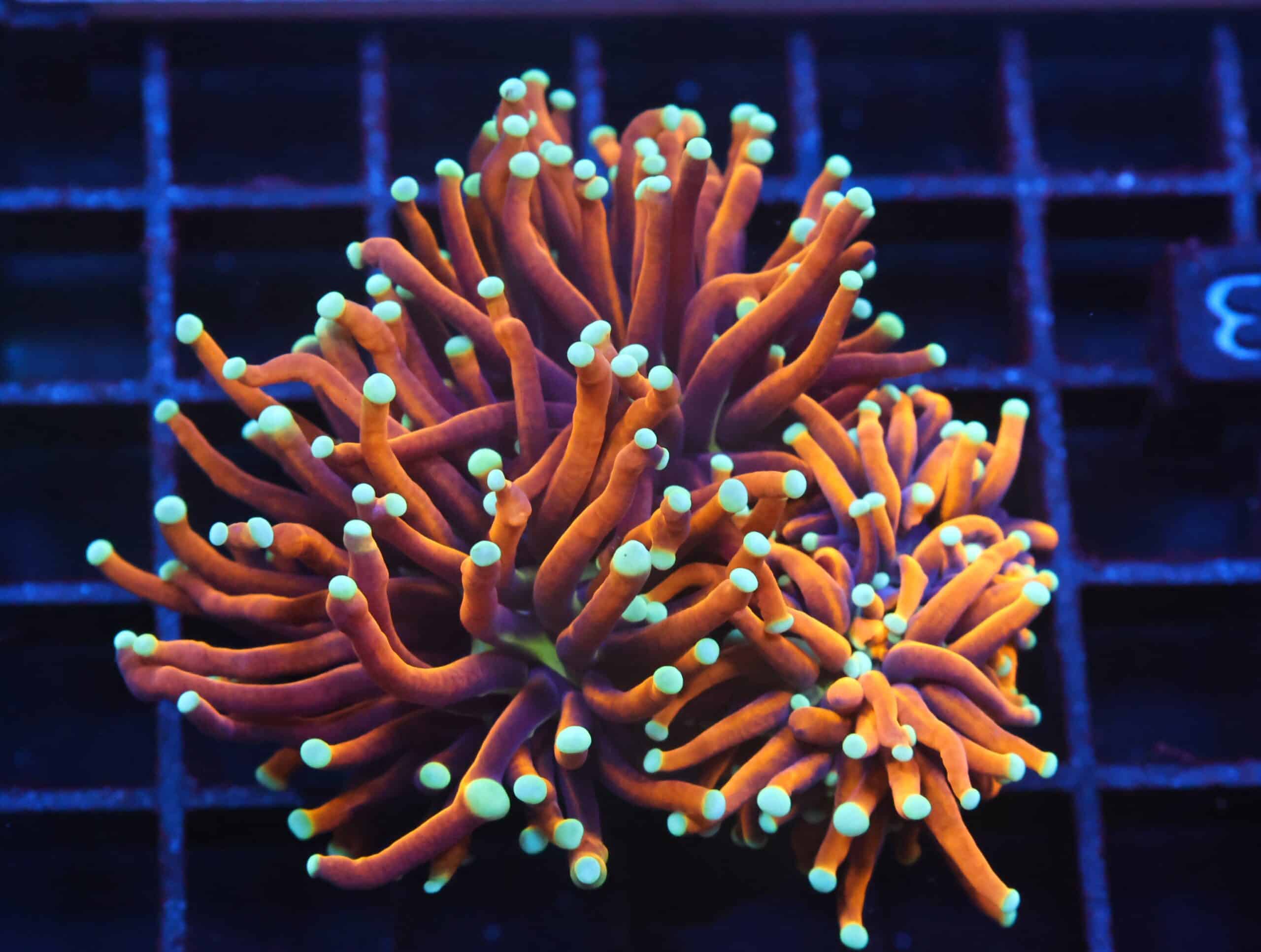 J83 - INDO TORCH GOLD VARIANT 2 HEAD