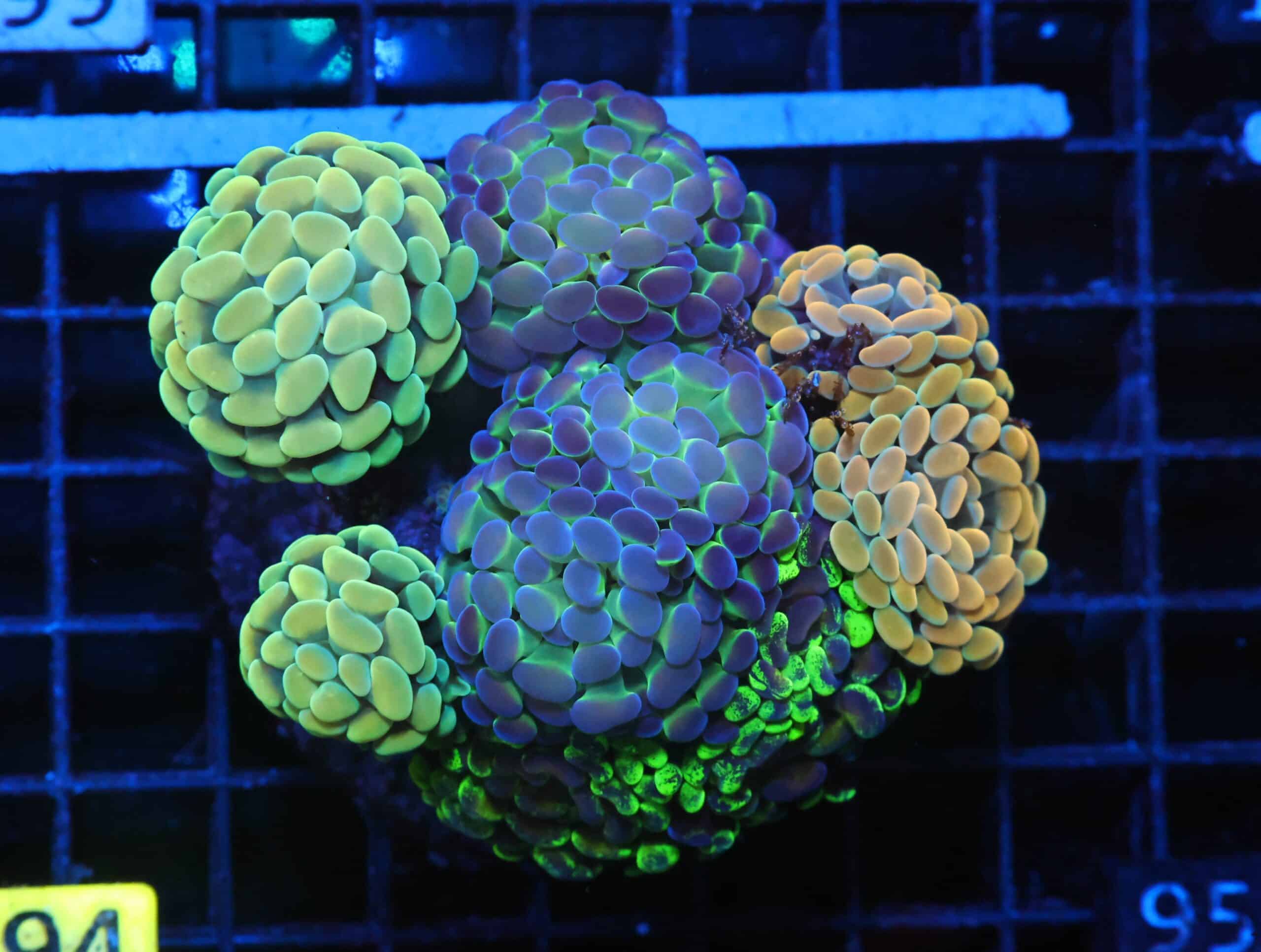 J94 - INDO HAMMER BRANCH GARDEN 9 HEAD