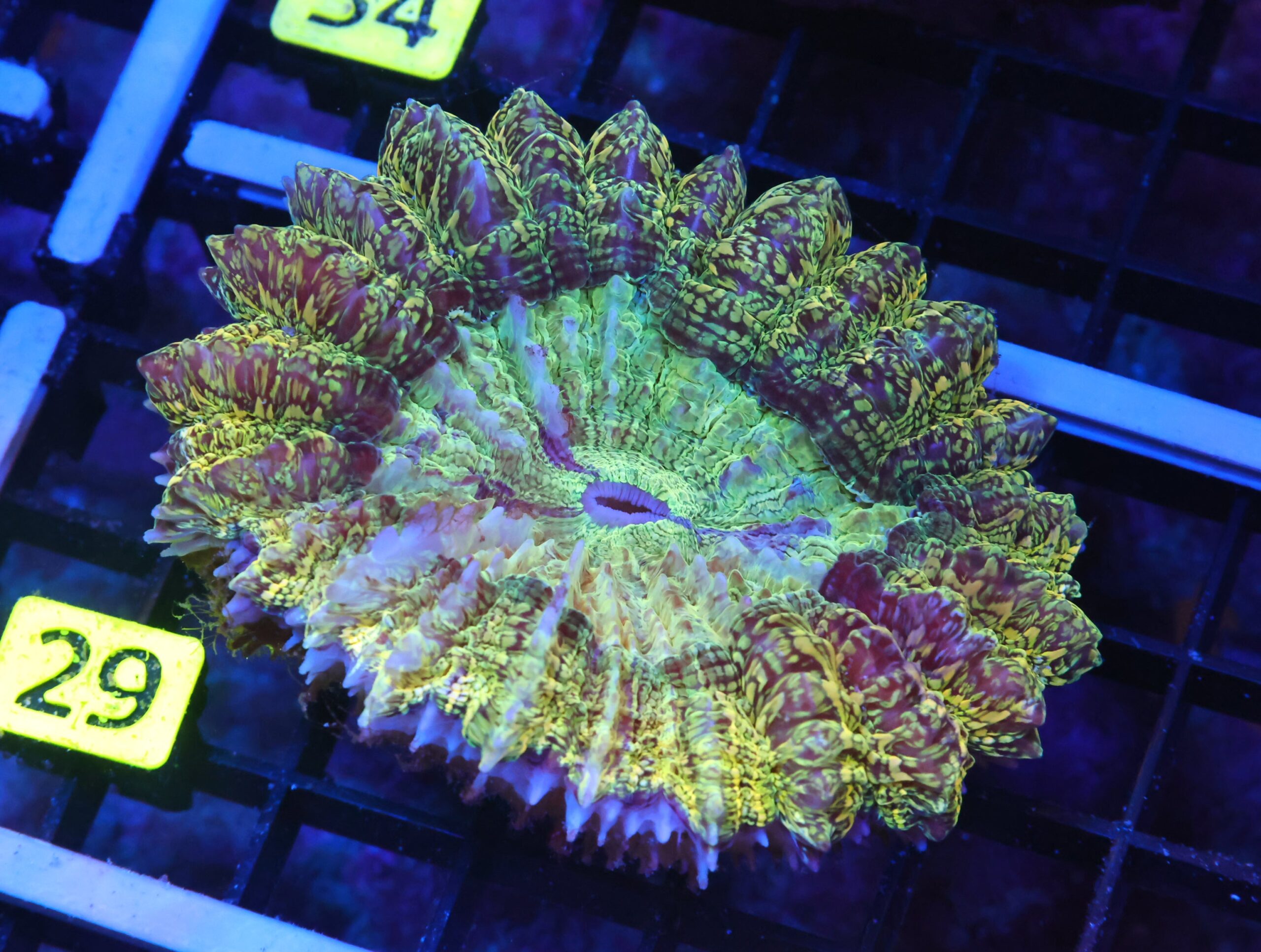 K29 - MALAYSIAN RED STRIPE ACANTHOPHYLLIA