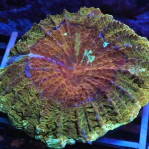 K32 - INDO POT OF GOLD ACANTHOPHYLLIA