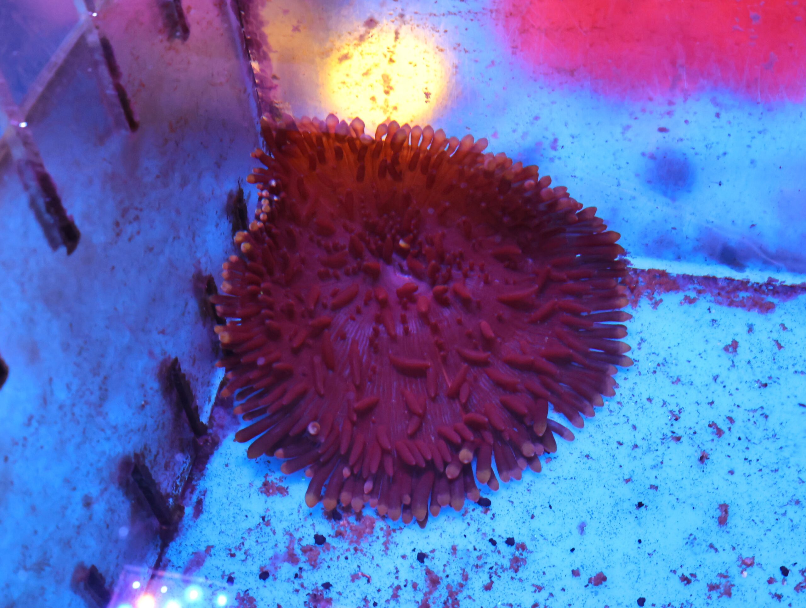 M10 - PURPLE SEBAE ANEMONE
