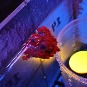 M14 - RED FIRE ANEMONE SM
