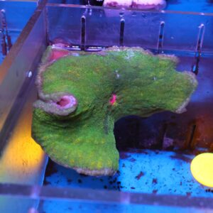 M20 - ULTRA ADHESIVE ANEMONE