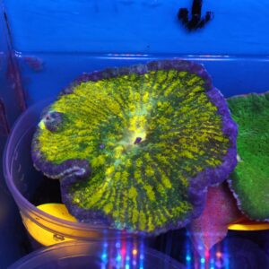 M24 - ULTRA ADHESIVE ANEMONE