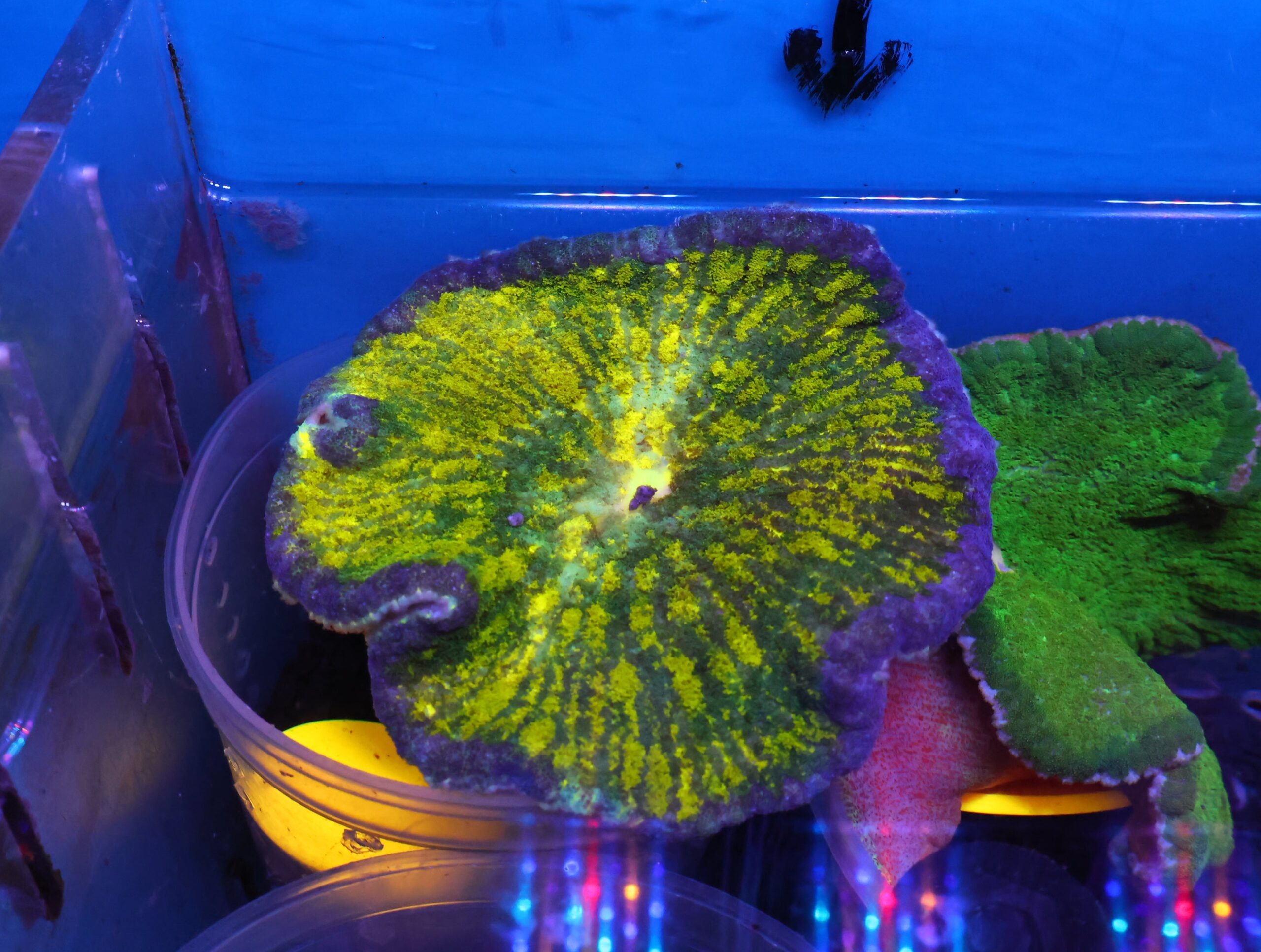 M24 - ULTRA ADHESIVE ANEMONE