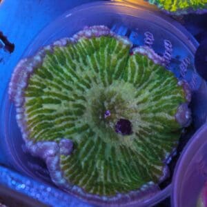 M26 - ULTRA ADHESIVE ANEMONE