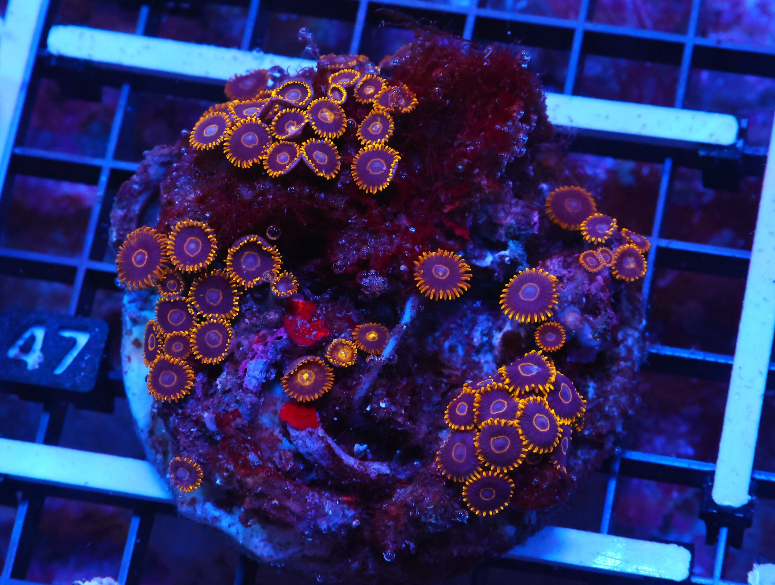 X47 - INDO BLACK HORNET ZOA
