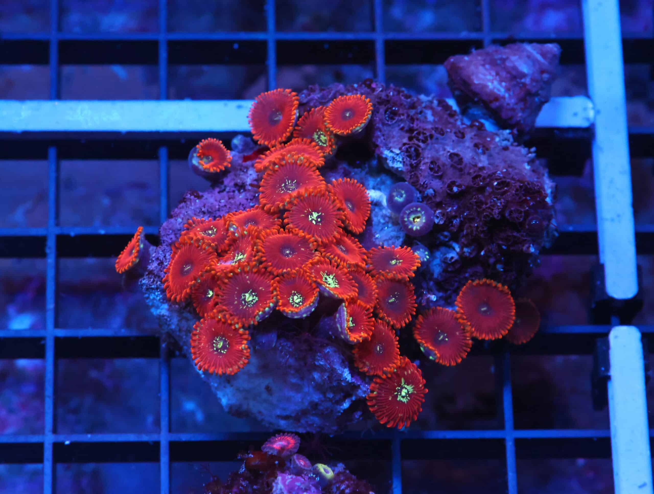 X53 - INDO RED MAGICIAN ZOA