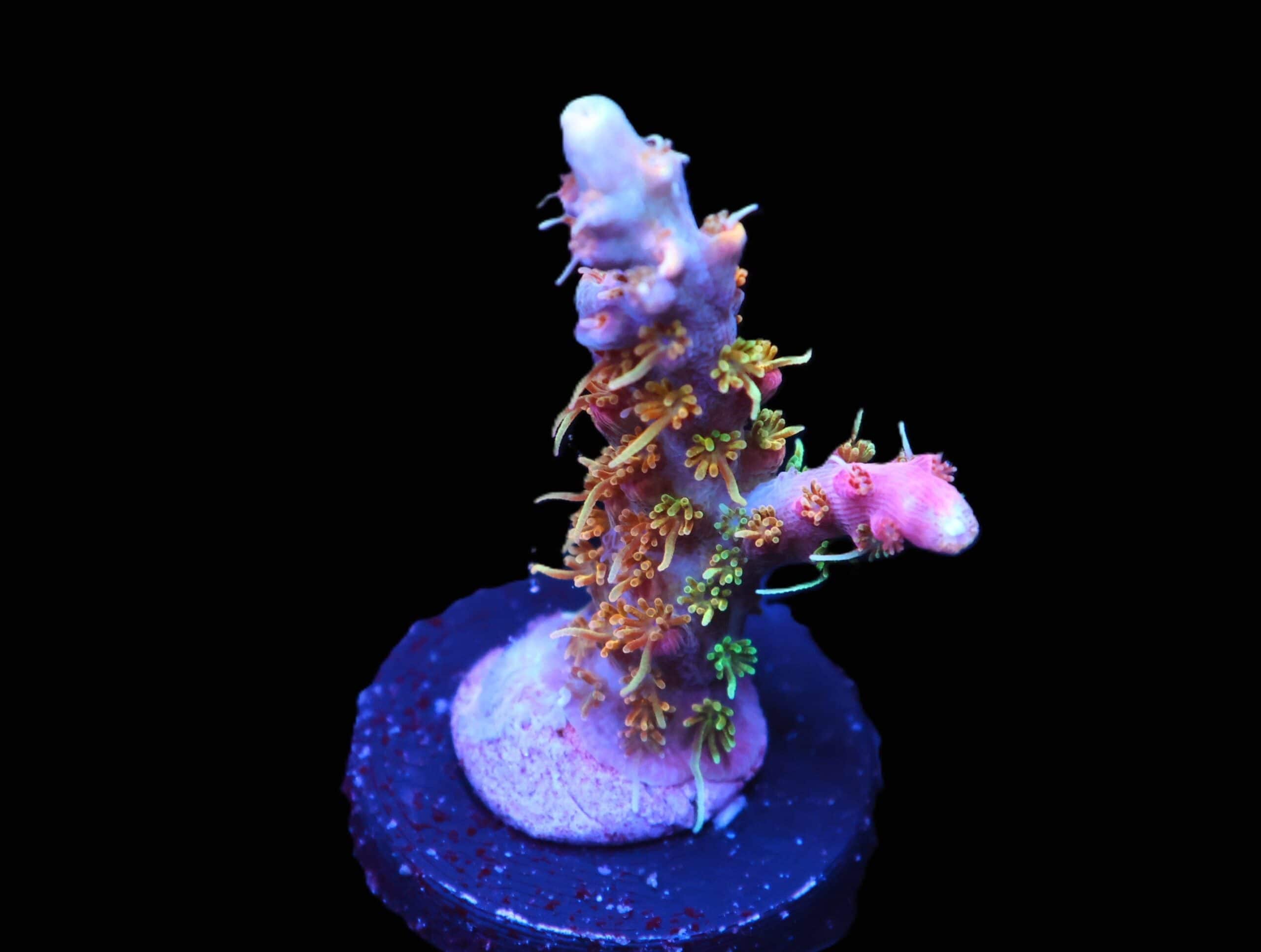C287 - SDC VOODOO MAJICK ACRO
