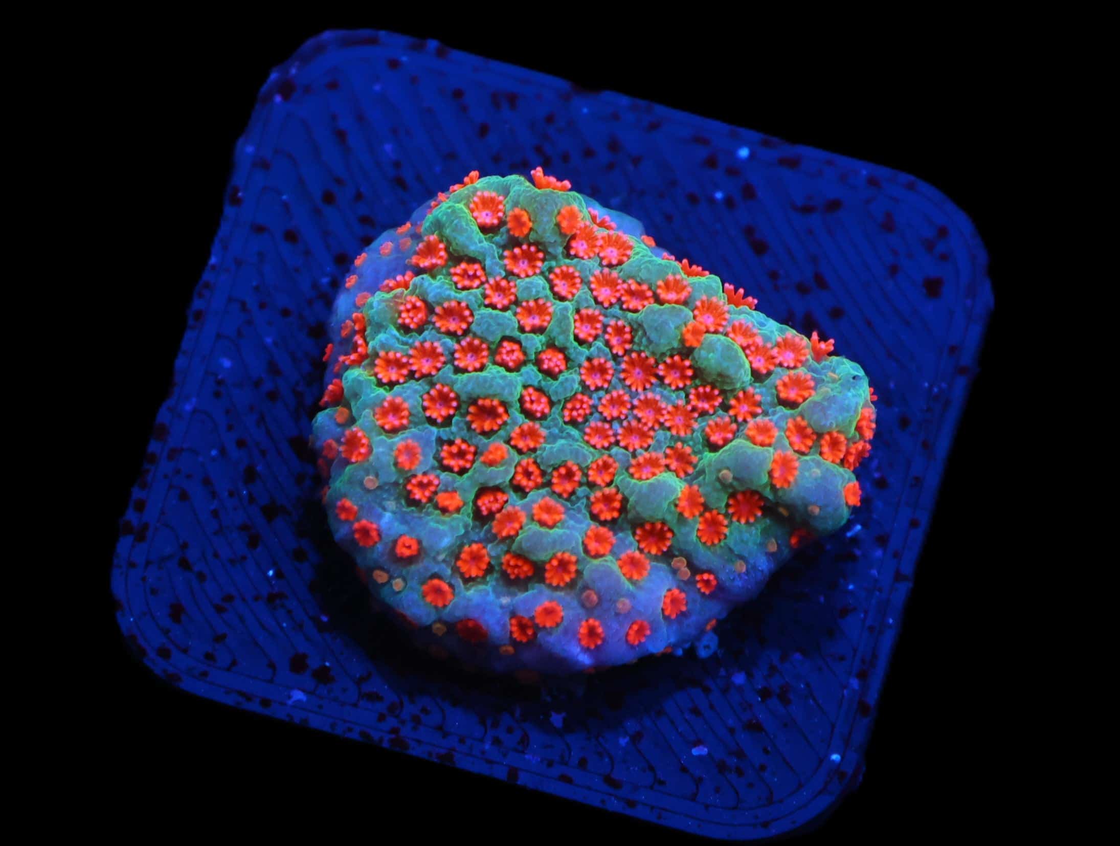 SDC Monti Magic Mushroom