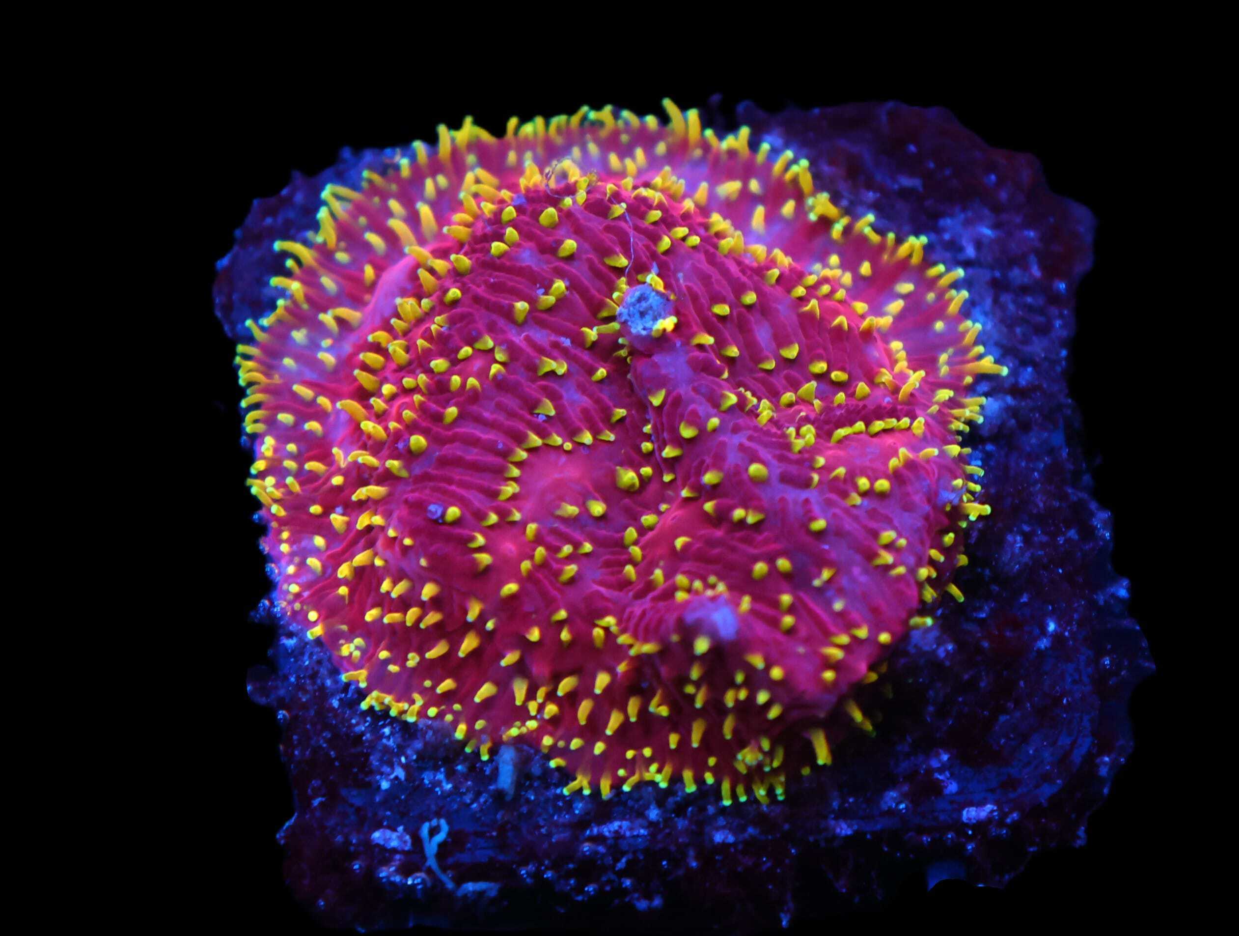 C75 - JS FREAKHAIR LITHOPHYLLON