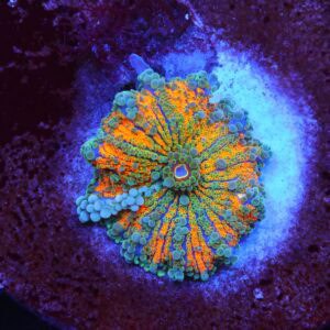 B54 -MALAYSIAN RAINBOW RICORDEA MUSHROOM