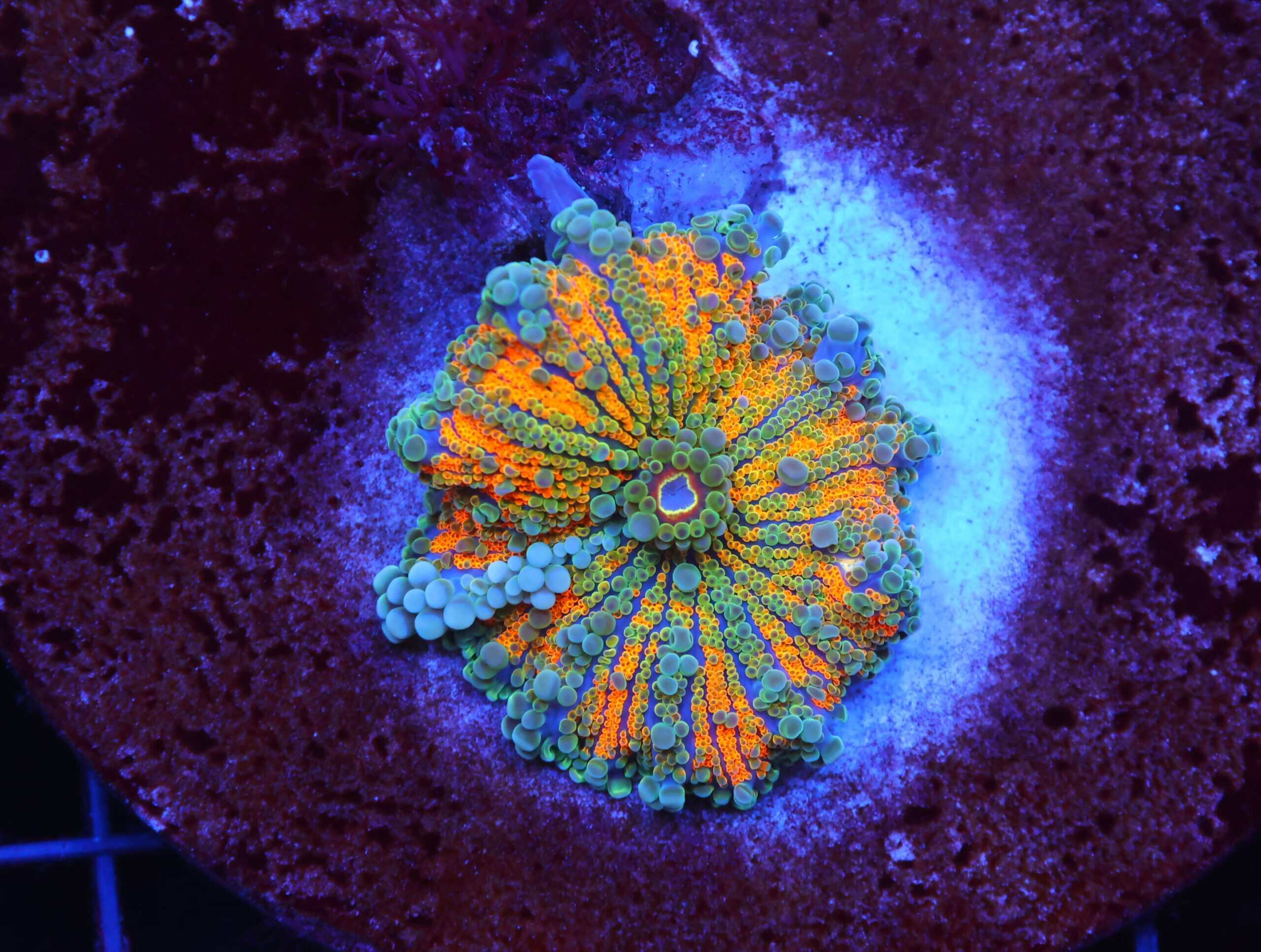 B54 -MALAYSIAN RAINBOW RICORDEA MUSHROOM