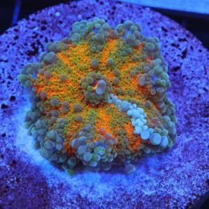 B61 -MALAYSIAN SUNSHINE RICORDEA MUSHROOM