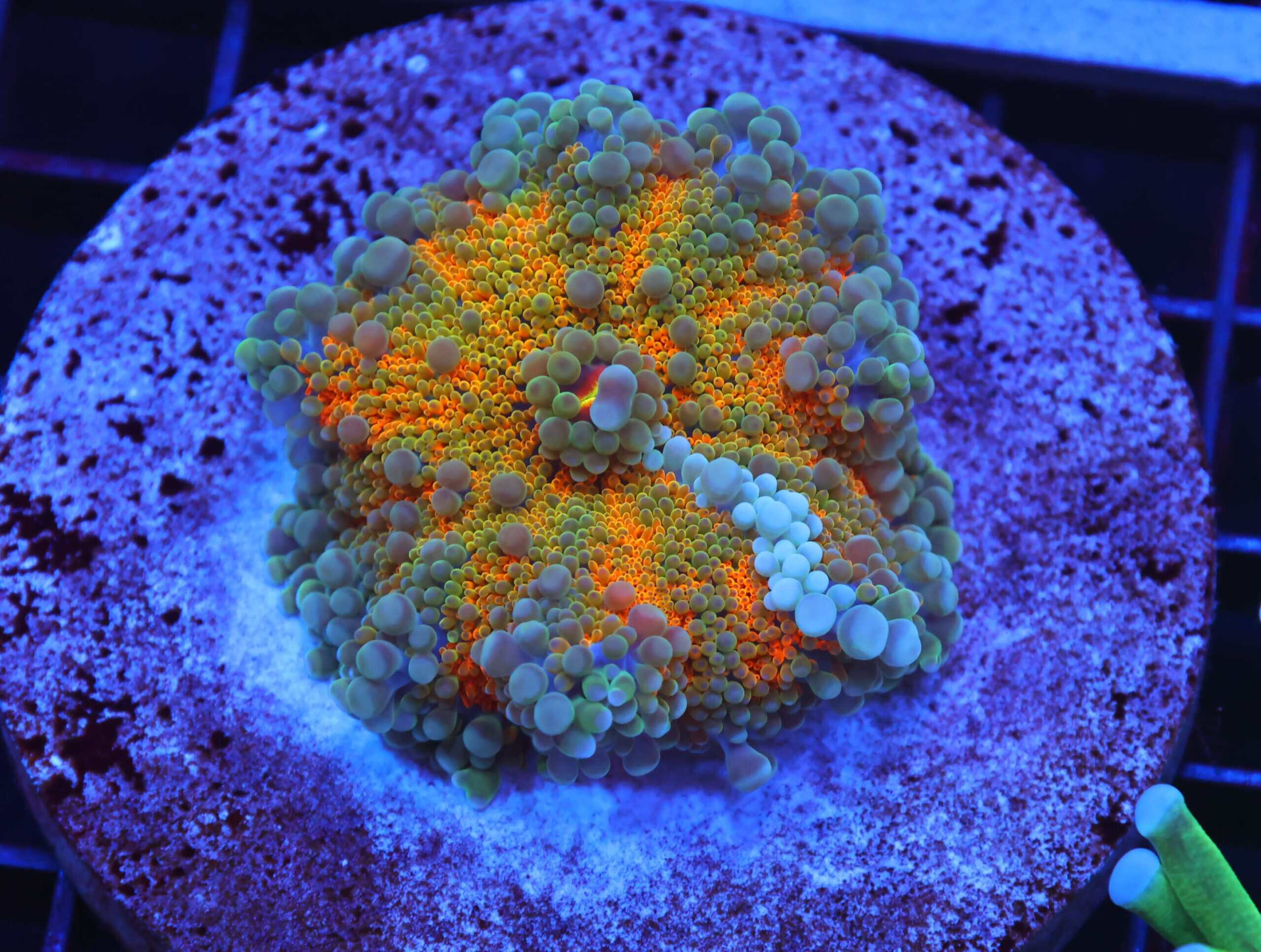 B61 -MALAYSIAN SUNSHINE RICORDEA MUSHROOM