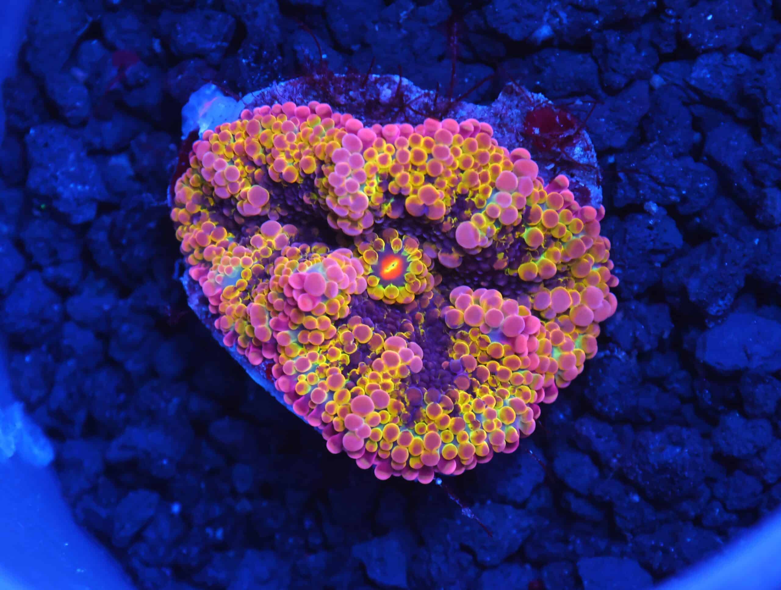B06 -SOLOMON PURPLE CONFETTI RICORDEA MUSHROOM