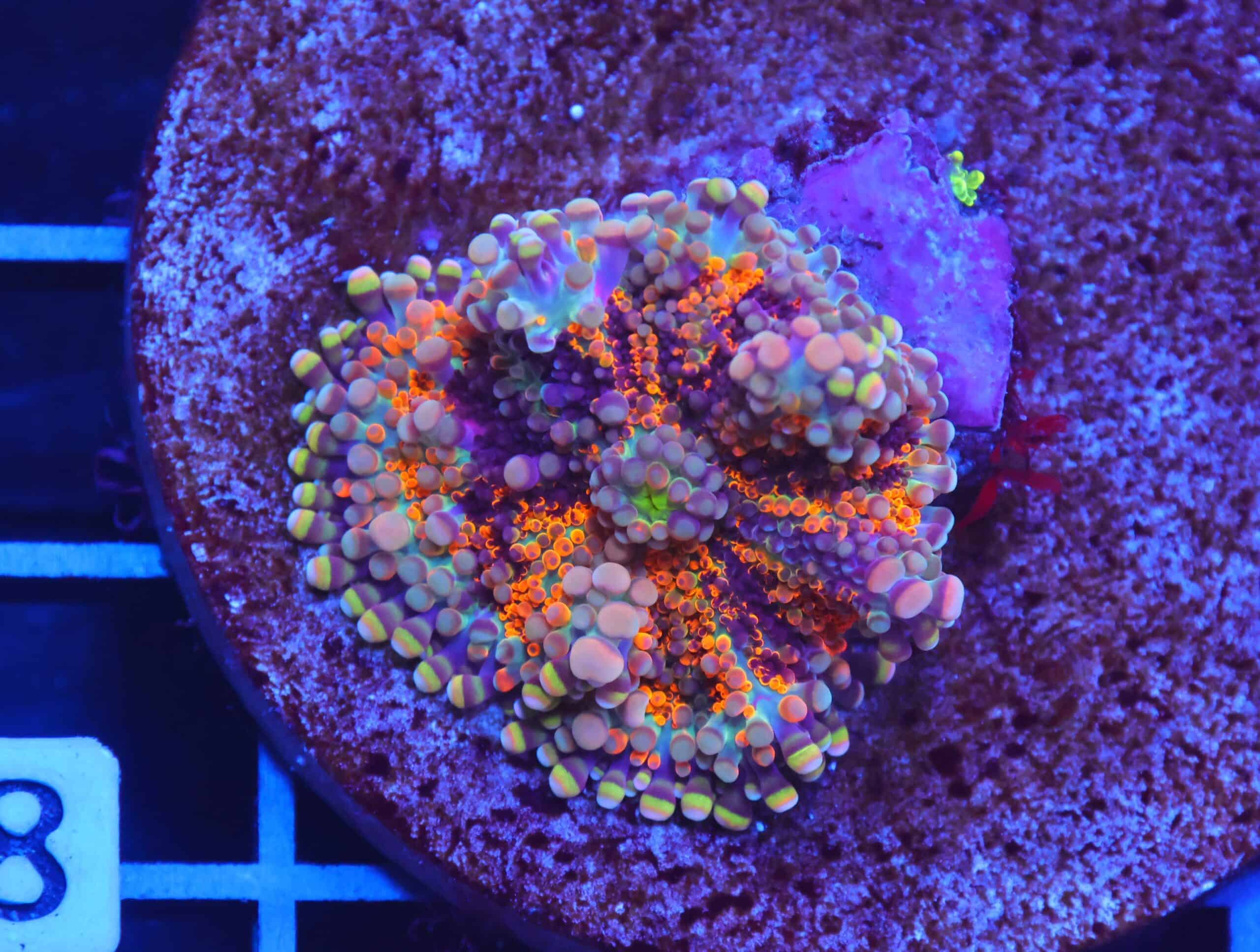 B08 -