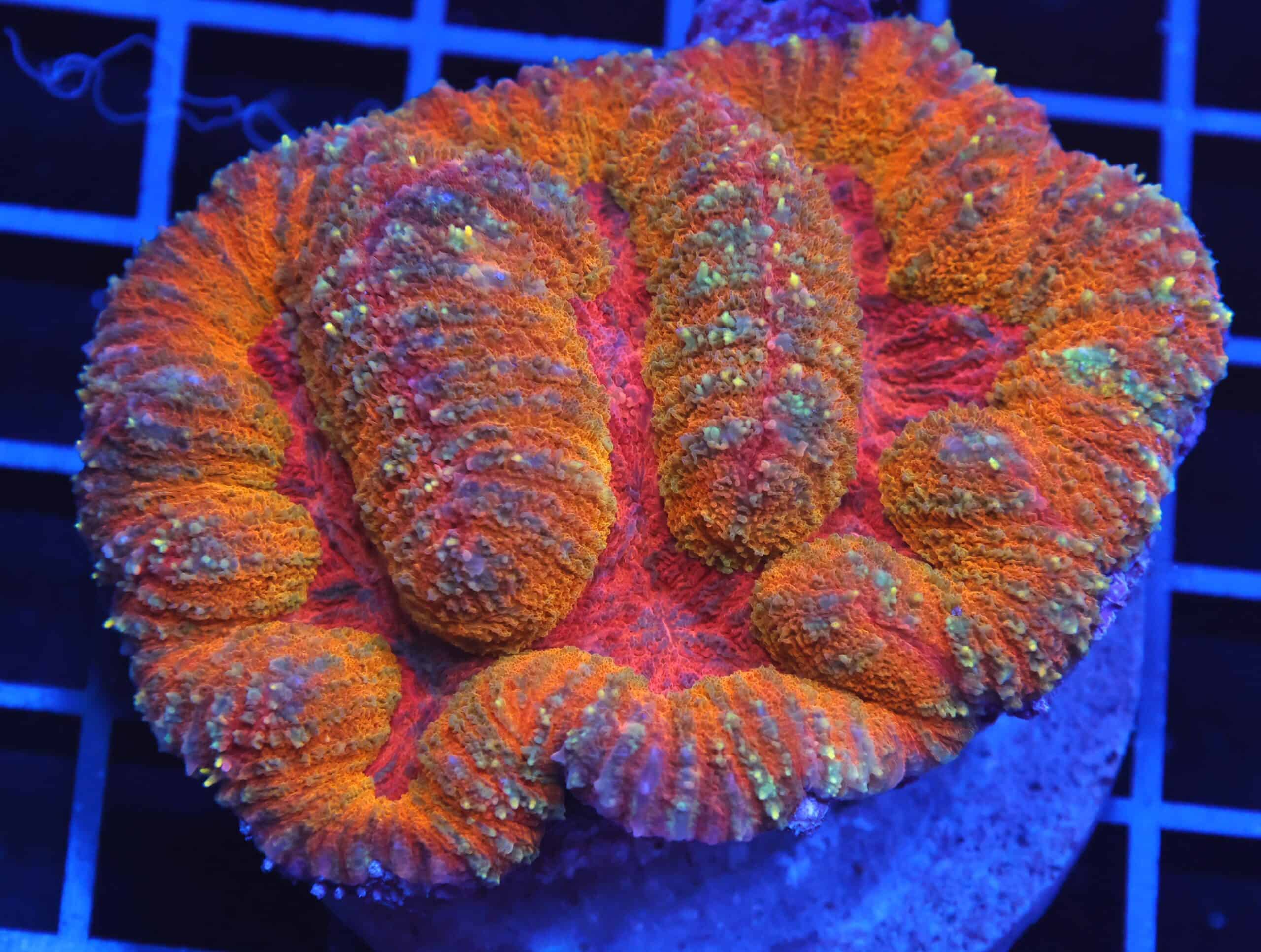 B18 -INDO DRAGON FIRE SYMPHYLLIA