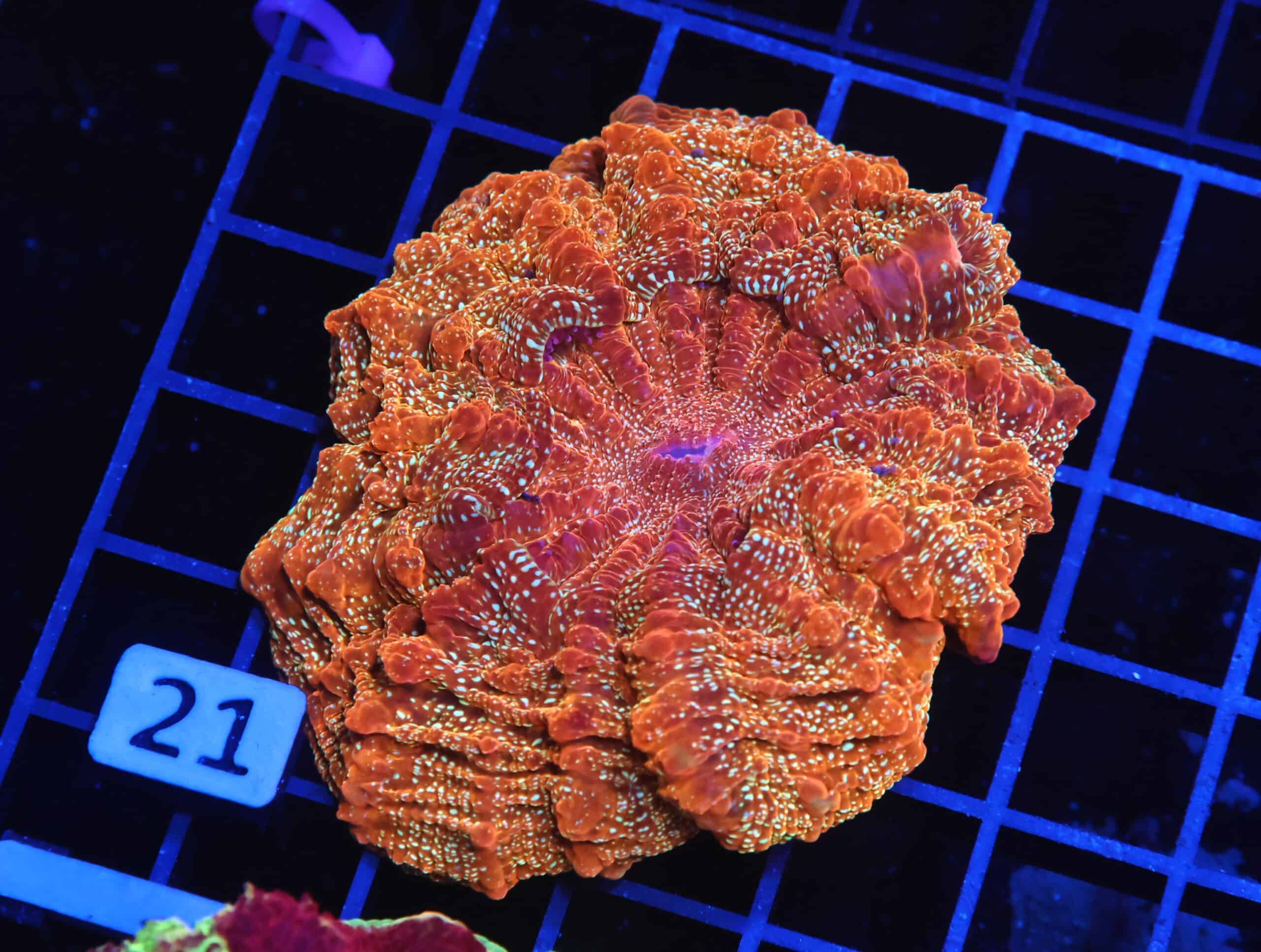 B21 -MALAYSIAN GOLDEN SPARKLE ACANTHOPHYLLIA