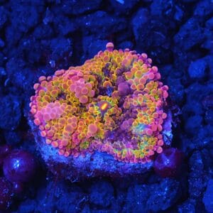 B31 -SOLOMON PURPLE CONFETTI RICORDEA MUSHROOM