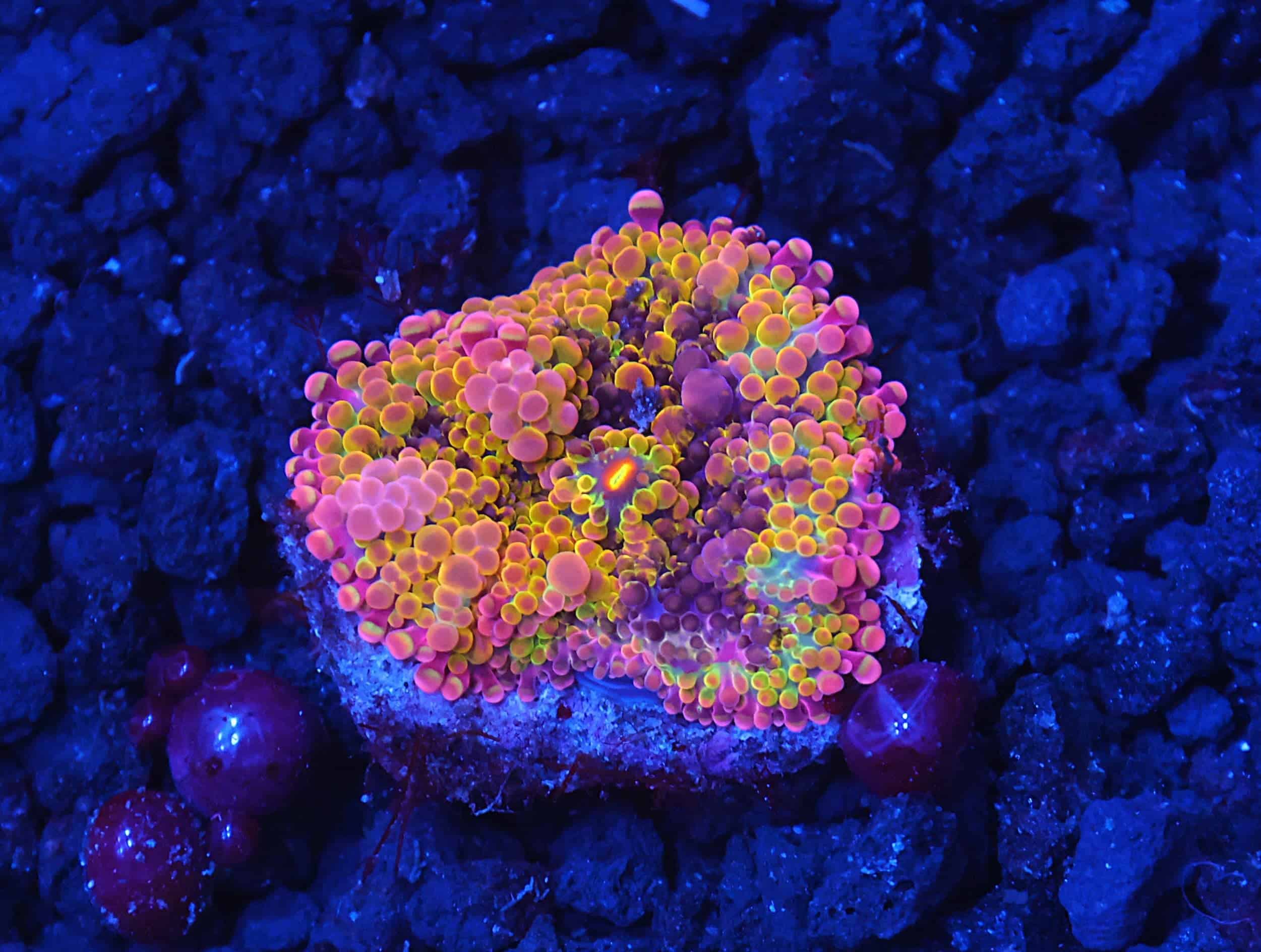 B31 -SOLOMON PURPLE CONFETTI RICORDEA MUSHROOM
