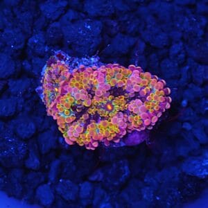 B47 -SOLOMON PURPLE CONFETTI RICORDEA MUSHROOM