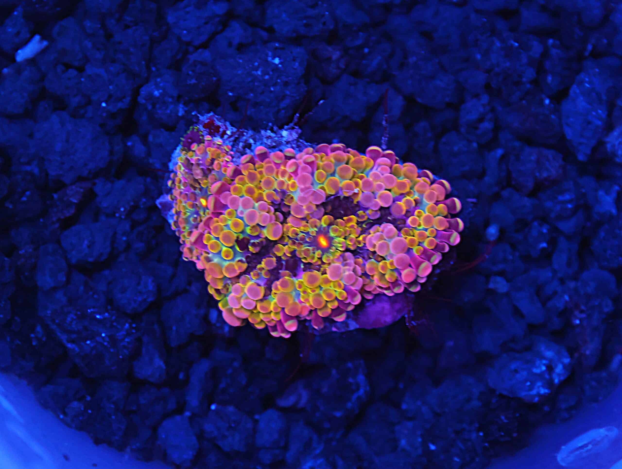 B47 -SOLOMON PURPLE CONFETTI RICORDEA MUSHROOM