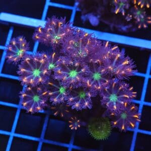 B101 - INDO GLOVE POLYP FIREWORKS