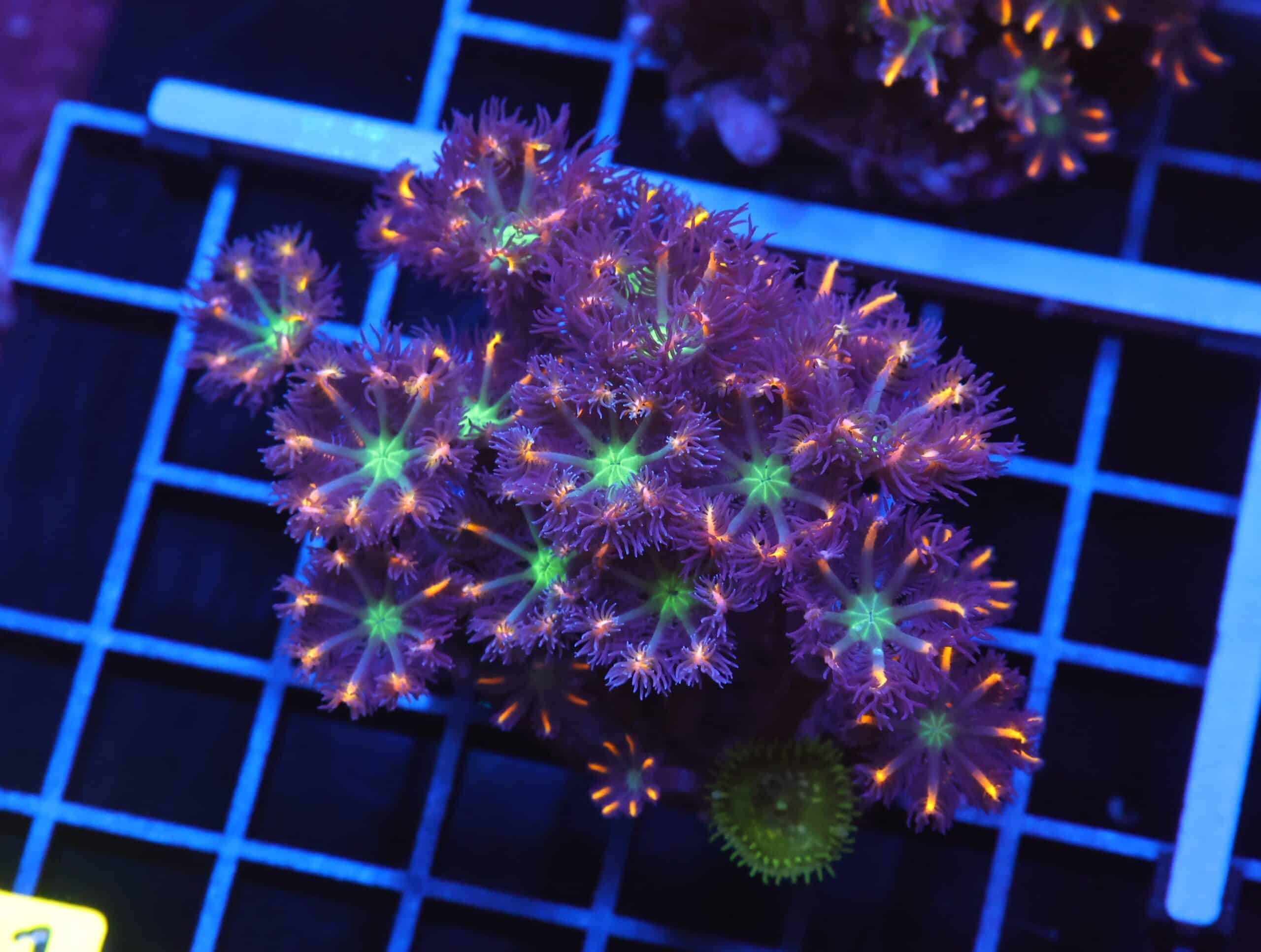 B101 - INDO GLOVE POLYP FIREWORKS