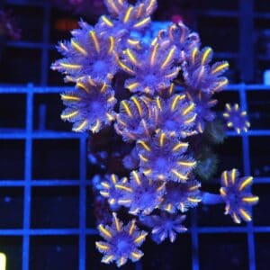 B114 - INDO GLOVE POLYP FIREWORKS