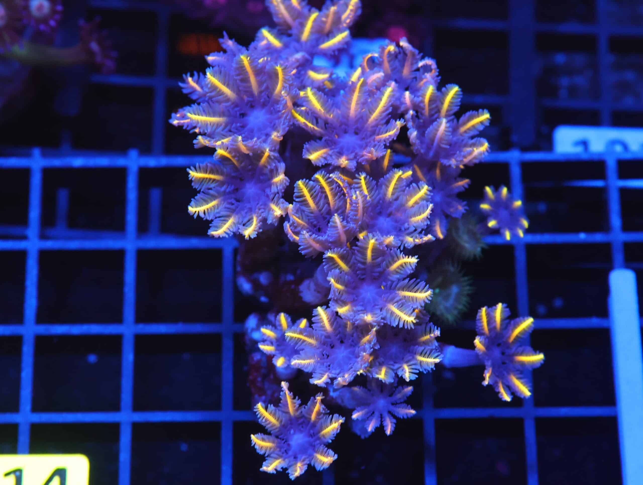 B114 - INDO GLOVE POLYP FIREWORKS