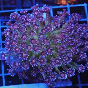 B115 - INDO GLITTER BOMB GONIOPORA