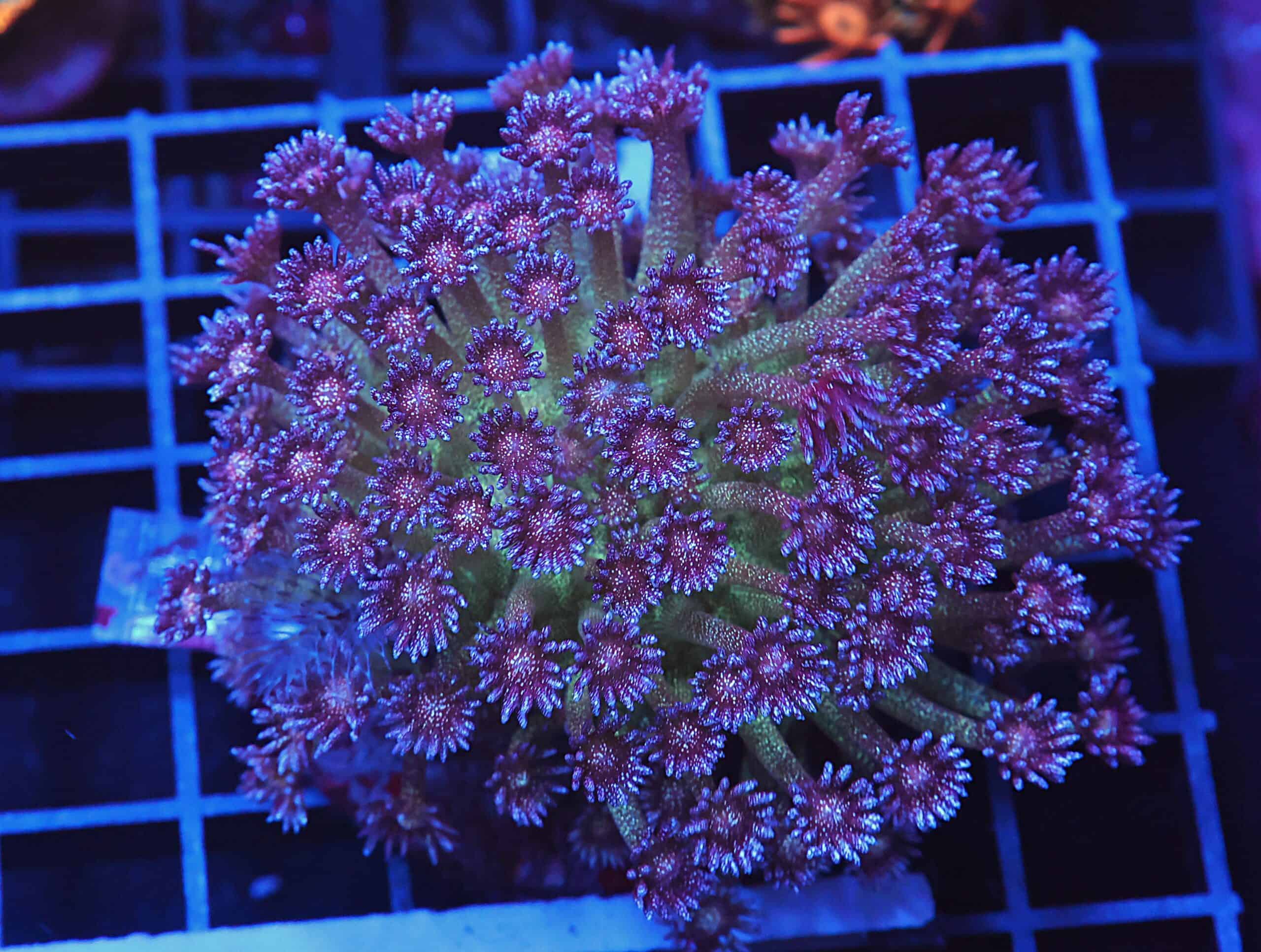 B115 - INDO GLITTER BOMB GONIOPORA