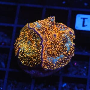 B121 - INTERSTELLAR DISCO MUHSROOM CULTURED