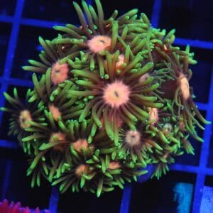 B127 - INDO PINK LEMONADE GONIOPORA