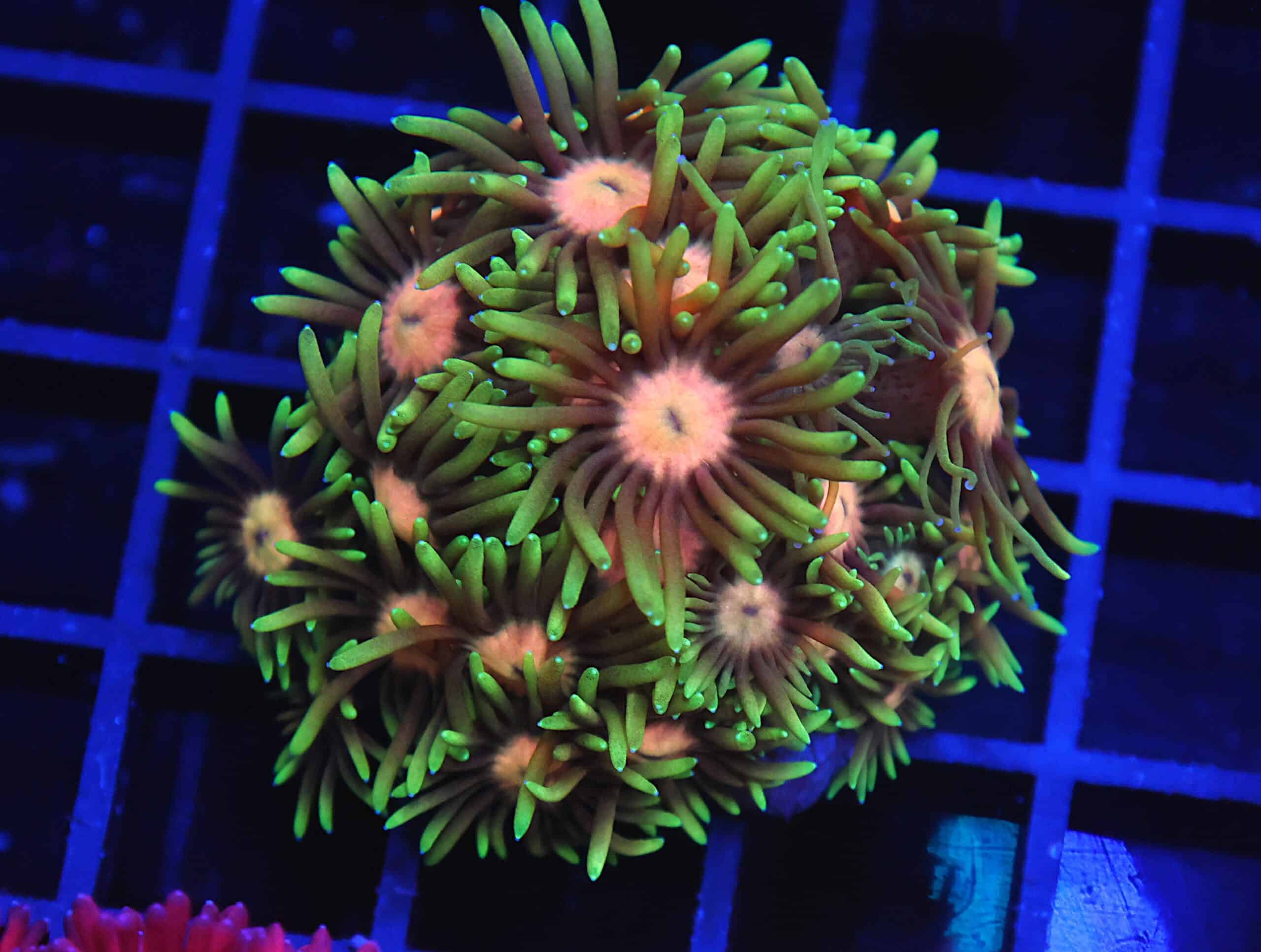 B127 - INDO PINK LEMONADE GONIOPORA
