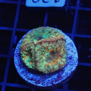 B129 - AUSSIE ULTRA MARBLED BLASTO CULTURED