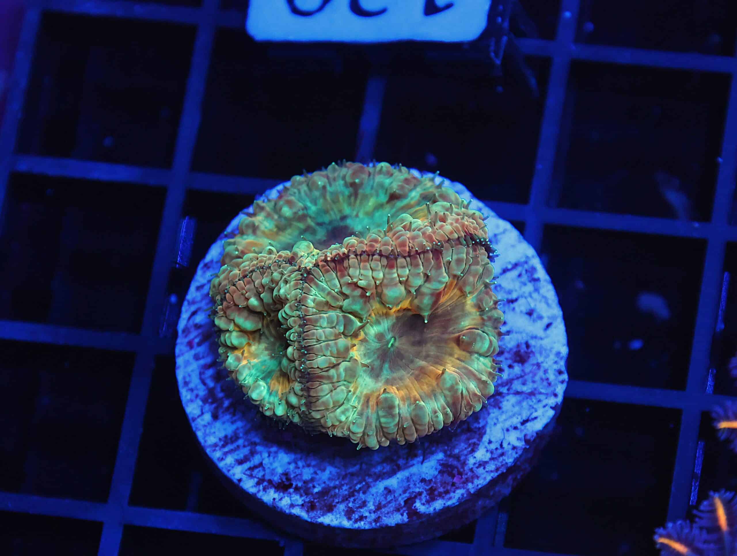 B129 - AUSSIE ULTRA MARBLED BLASTO CULTURED