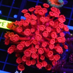 B133 - INDO RED HOT GONIOPORA