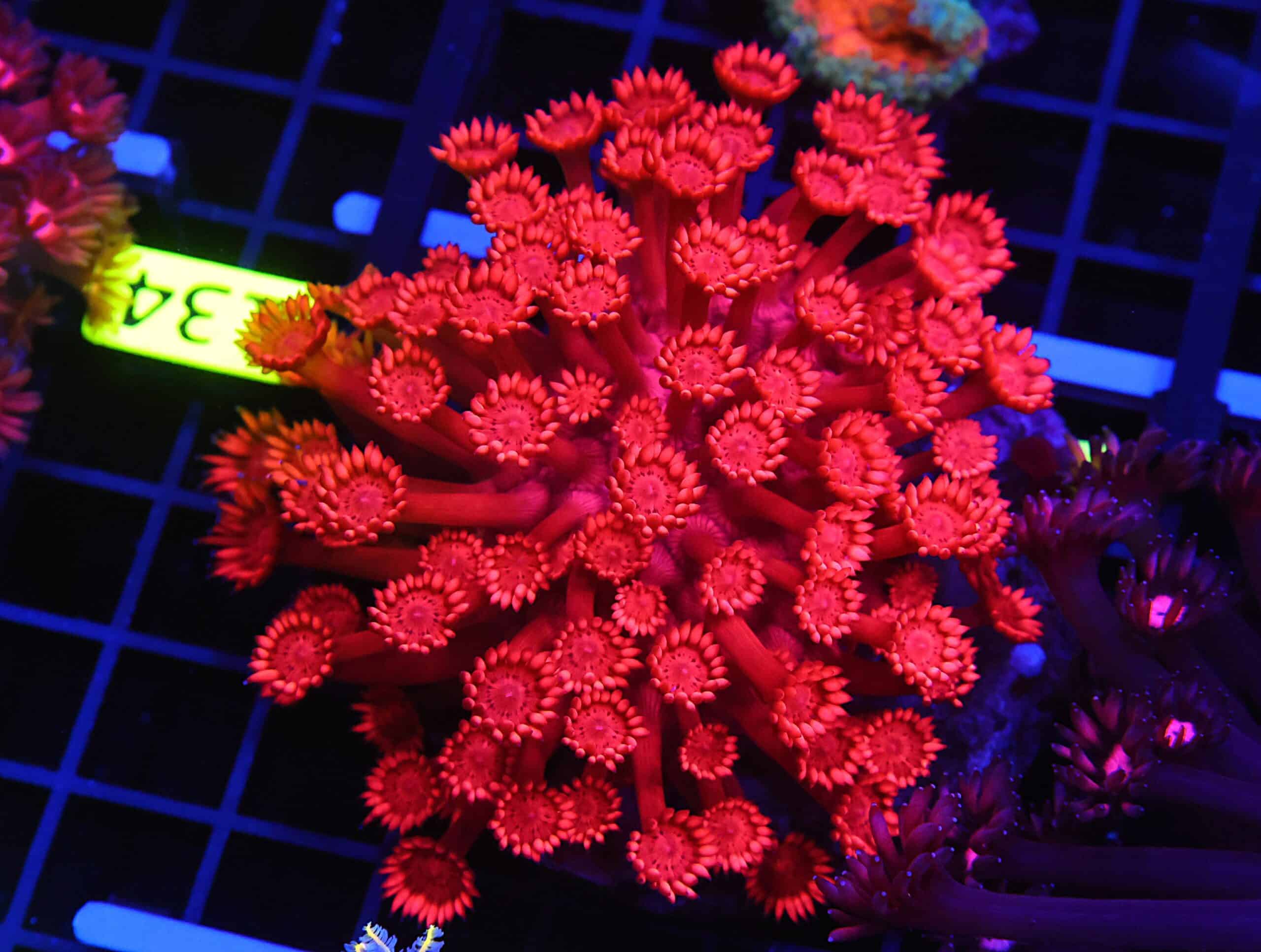 B133 - INDO RED HOT GONIOPORA