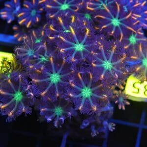 B135 - INDO GLOVE POLYP FIREWORKS