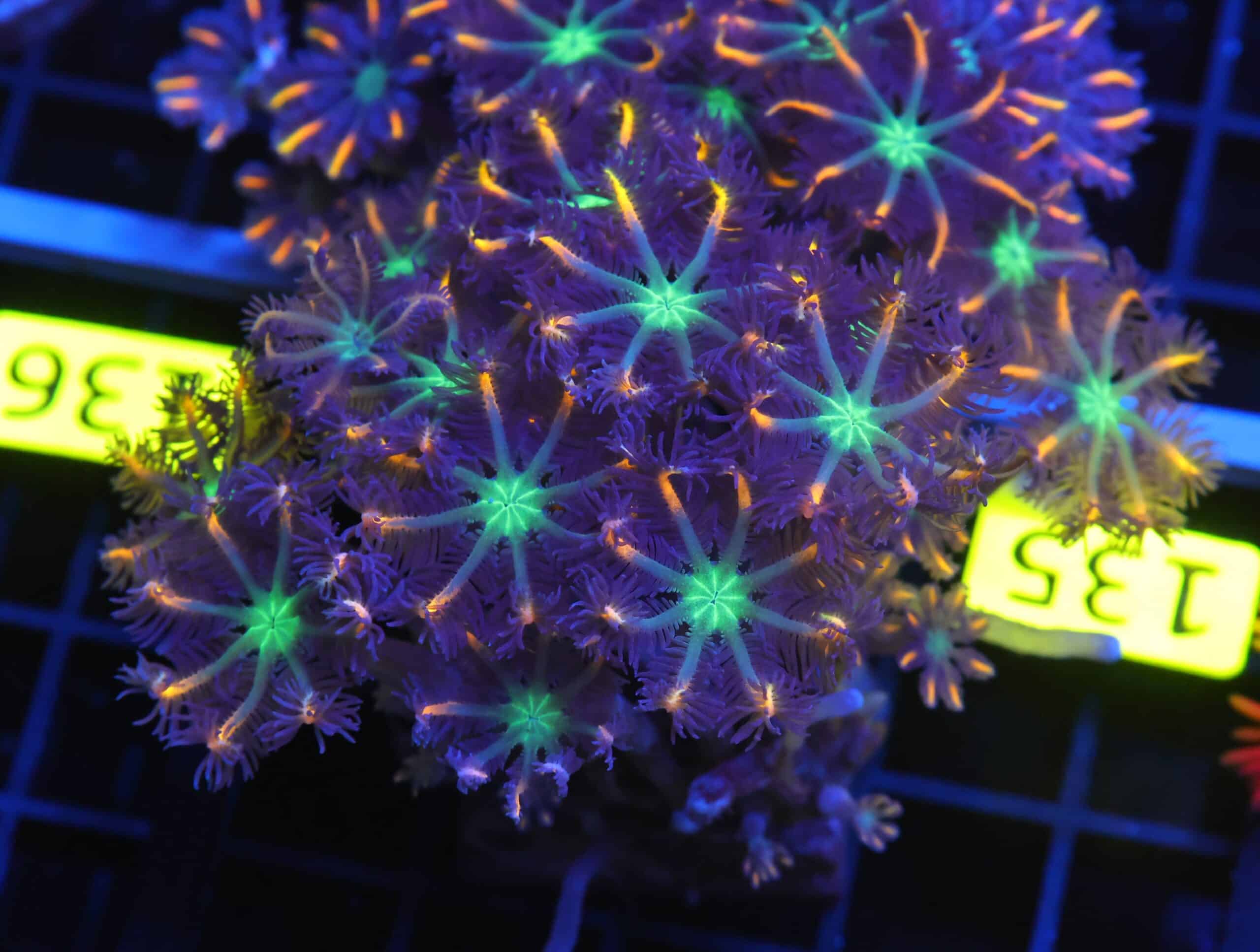 B135 - INDO GLOVE POLYP FIREWORKS
