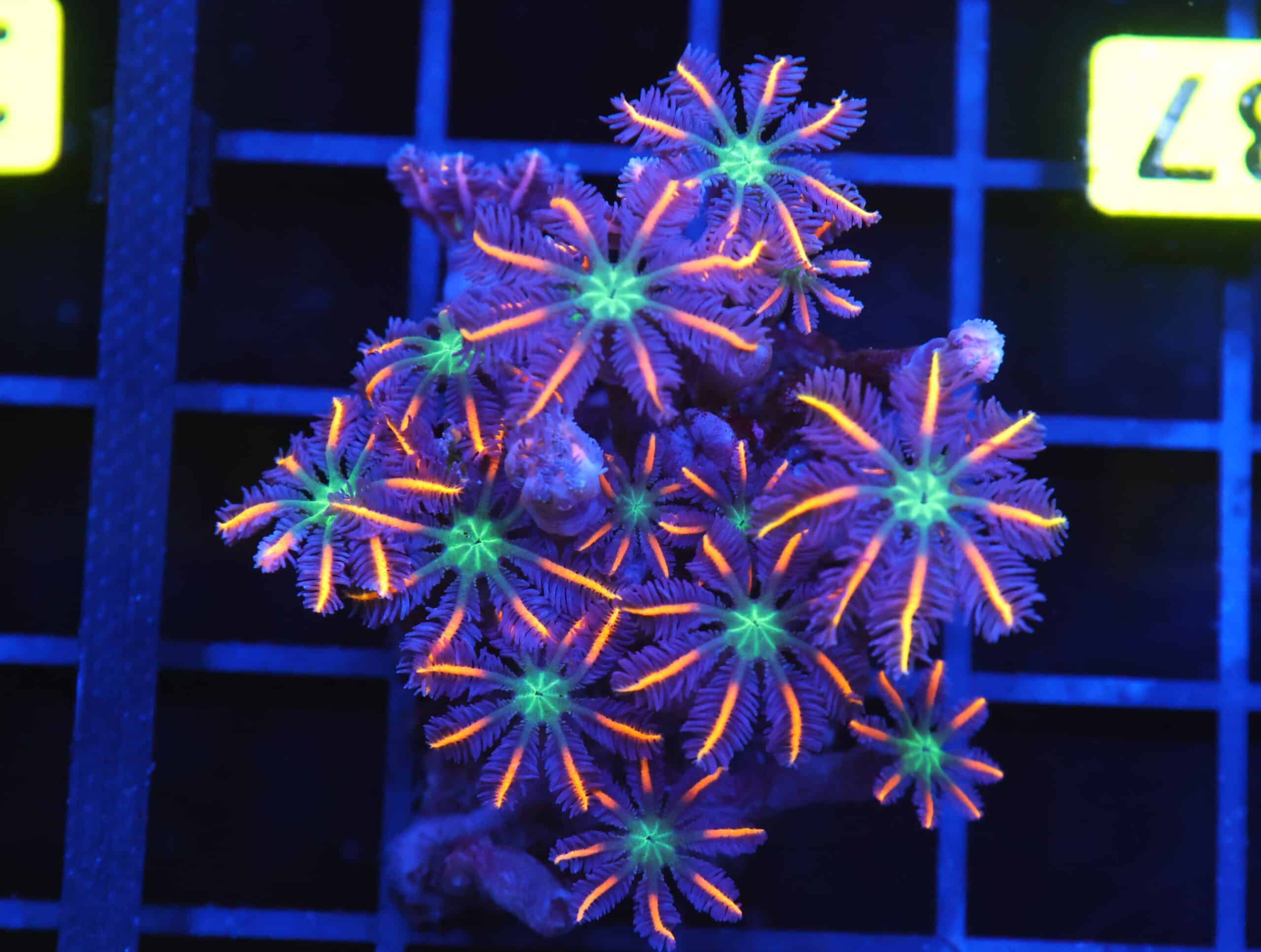 B137 - INDO GLOVE POLYP FIREWORKS