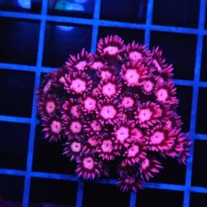 B154 - INDO CHERRY BLOSSOM GONIOPORA