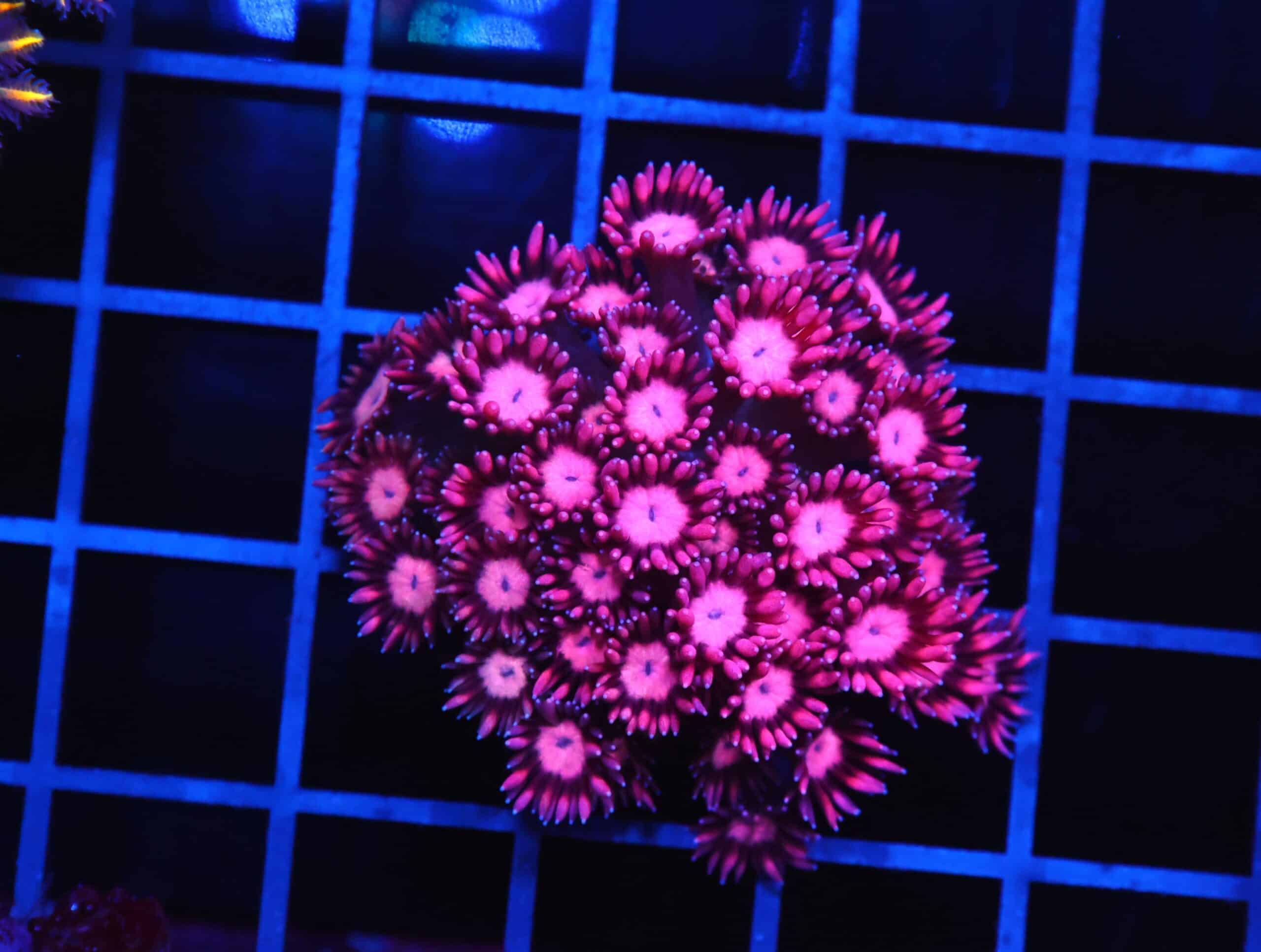 B154 - INDO CHERRY BLOSSOM GONIOPORA