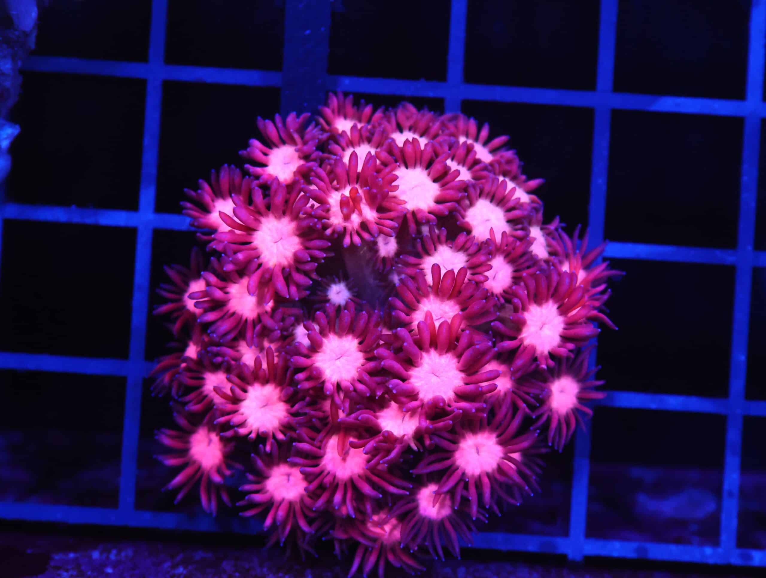 B152 - INDO CHERRY BLOSSOM GONIOPORA