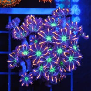 B151 - INDO GLOVE POLYP FIREWORKS