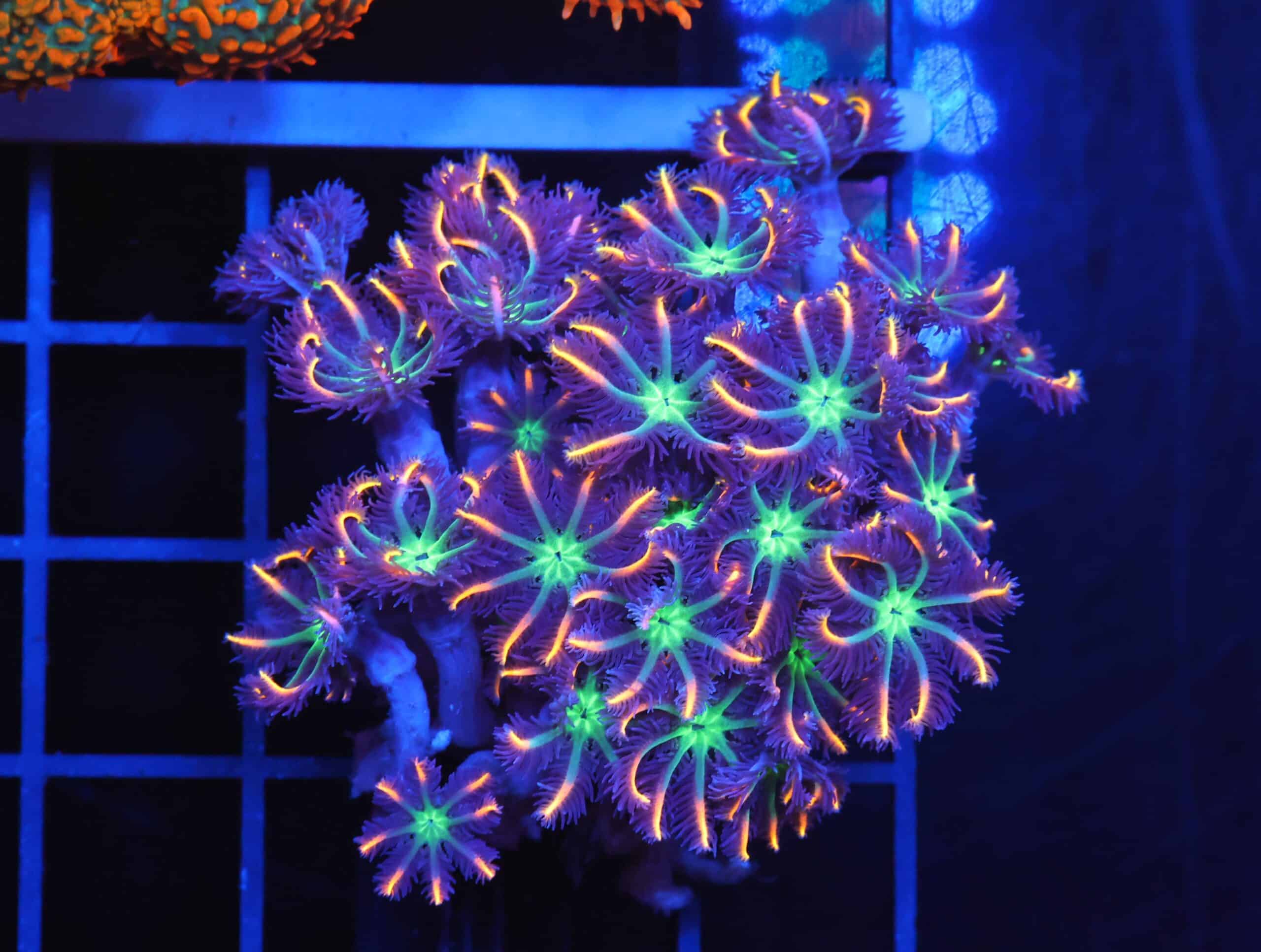 B151 - INDO GLOVE POLYP FIREWORKS