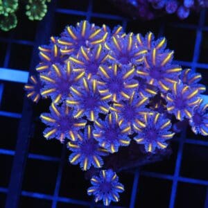 B156 - INDO GLOVE POLYP FIREWORKS