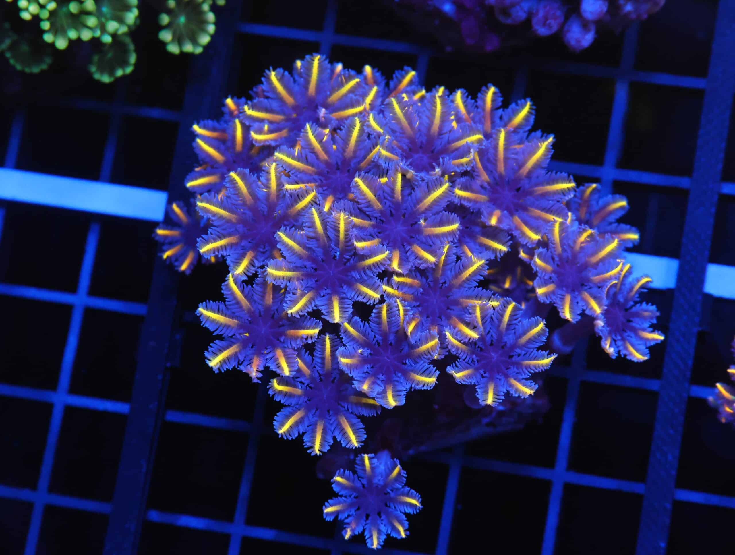 B156 - INDO GLOVE POLYP FIREWORKS